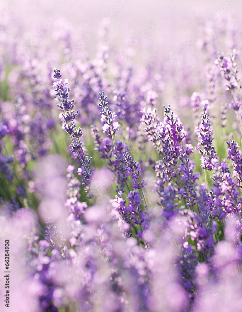 Lavender Lavender