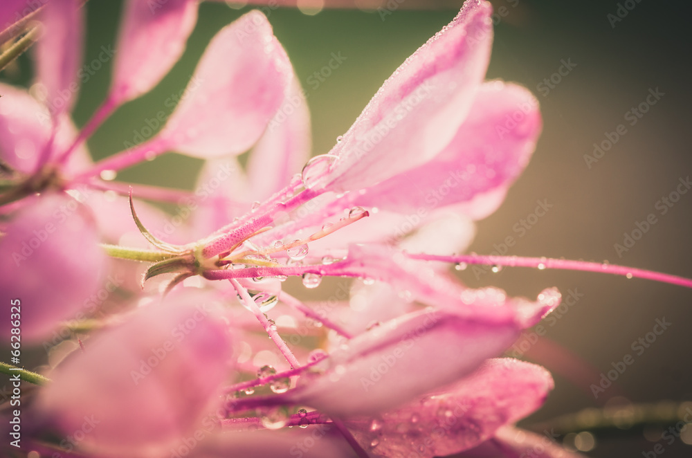 Cleome hassleriana or spider flower or spider plant Cleome hassleriana or spider flower or spider plant