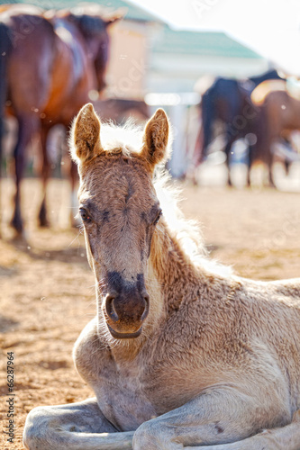 Fotografie Portrait of the foal lying in the shelter, against adult horses