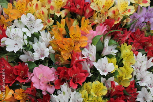 A Floral Background of Mixed Alstroemeria Flowers. photo