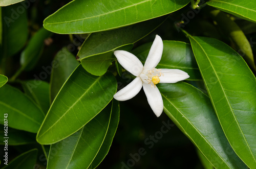 みかんの花