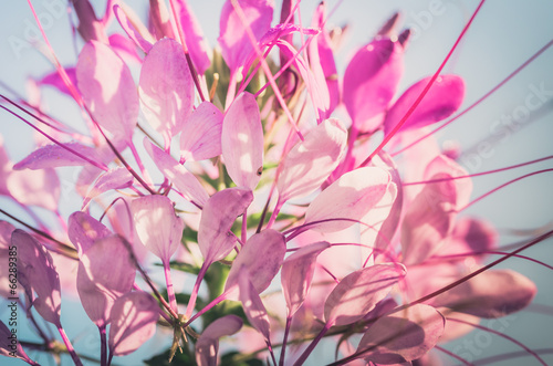 Cleome hassleriana or spider flower or spider plant