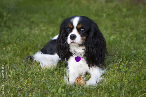 cavalier spaniel photo