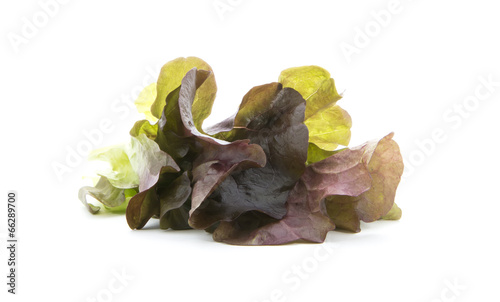 lettuce leaf photo