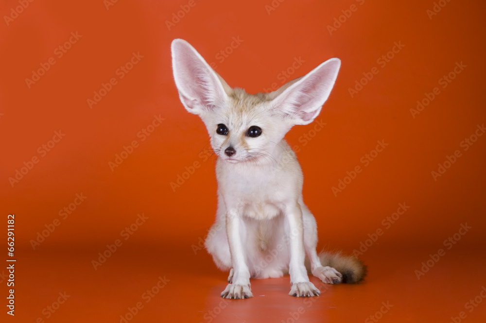 fox on a colored background fox on a colored background