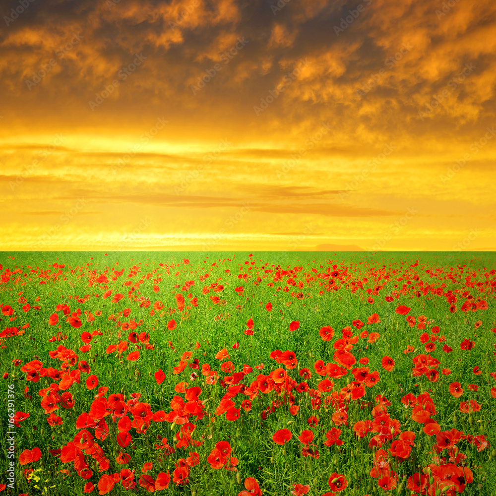 Spring landscape with red poppy field in the sunset Spring landscape with red poppy field in the sunset