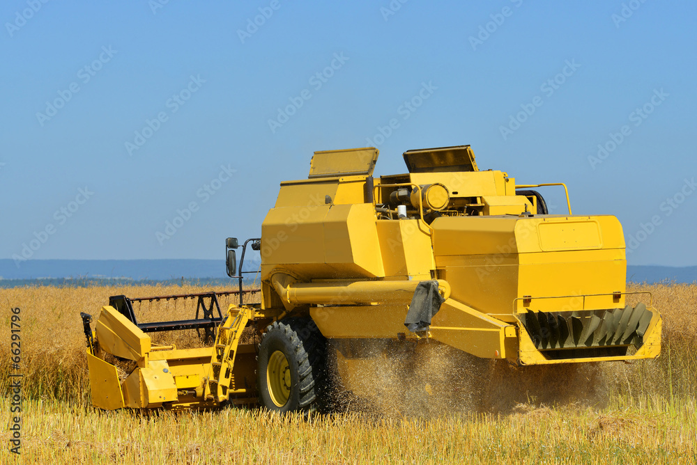 Fototapeta premium Combine harvester on a wheat field.