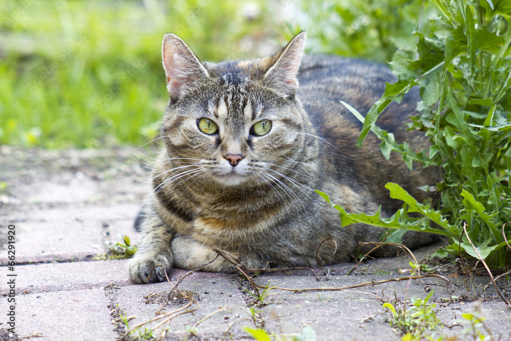 Obraz premium Cat resting in the garden