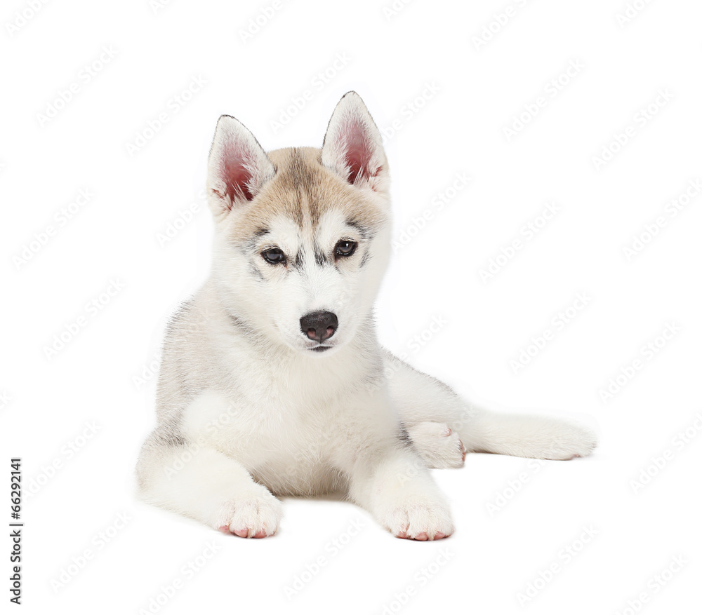 siberian husky small 2 months isolated on white background