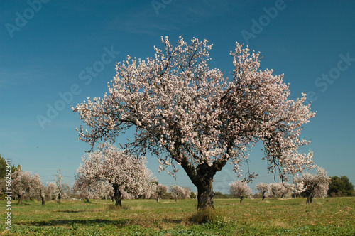 amandier en fleur