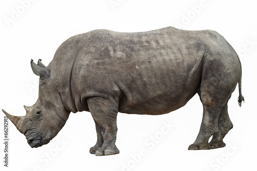 rhino on a white background