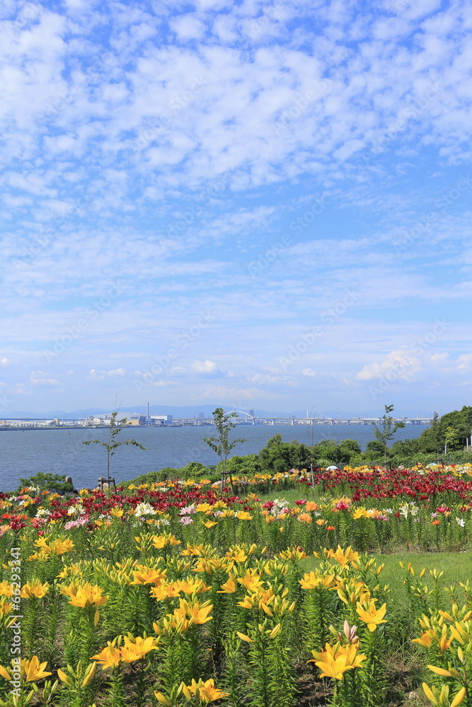 Lily garden in Maishima island in Osaka, Japan
