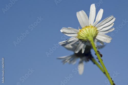 Tableau sur toile daisywheel on blue sky