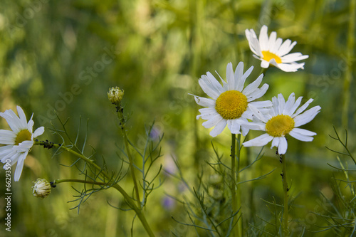 daisywheel in field