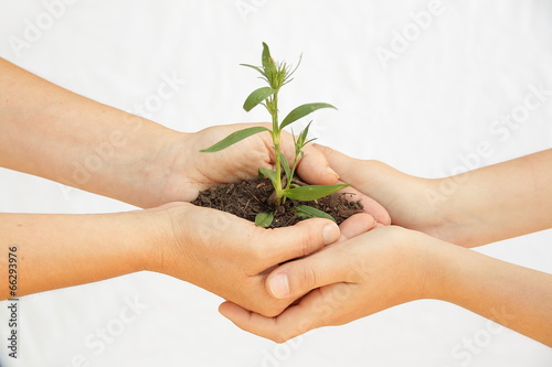 planta en las manos