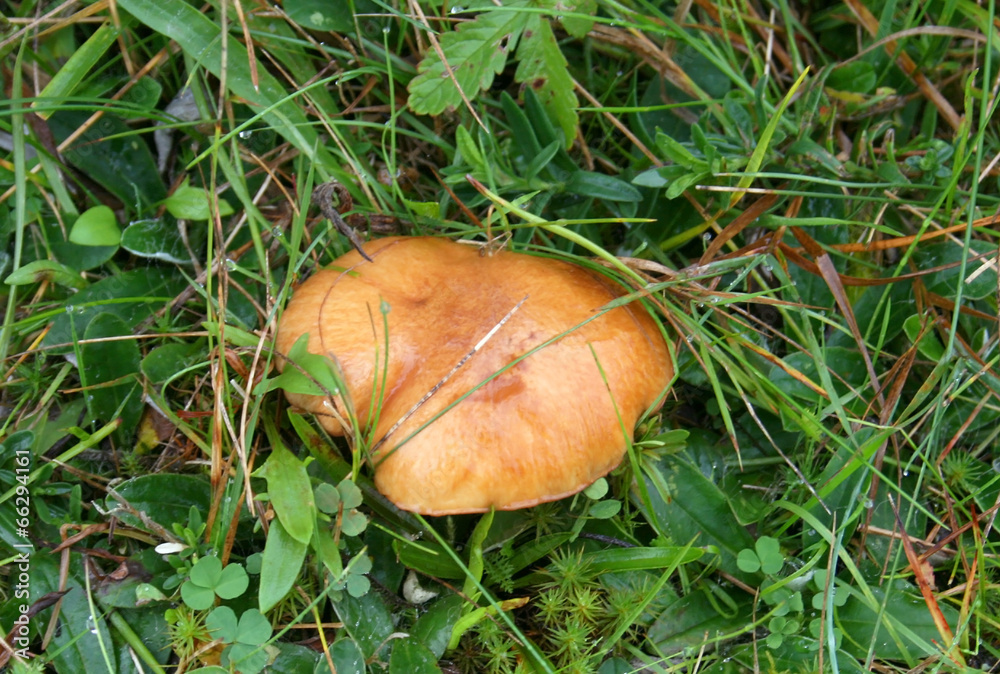 Mushroom Mushroom