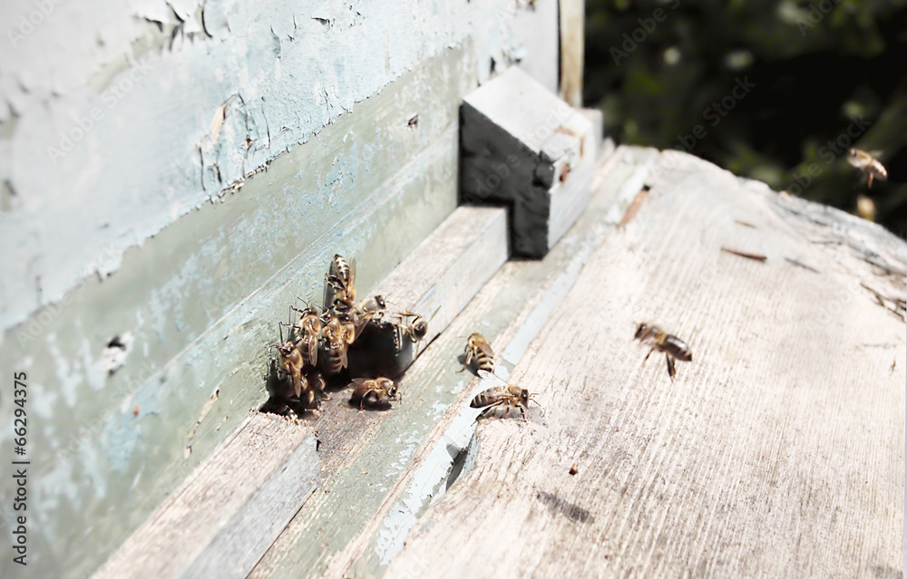 Obraz premium working bees
