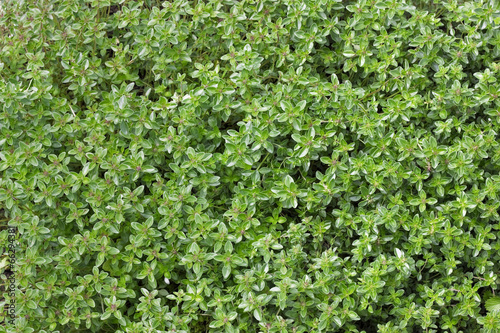 green thyme background