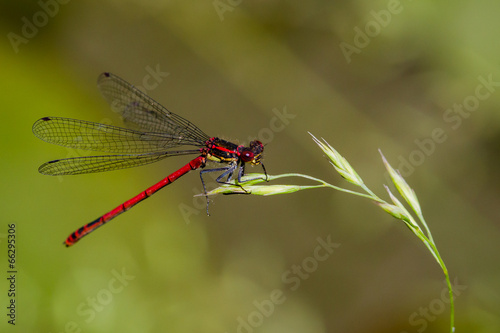 rote Libelle im Gras - Adonislibelle - 2