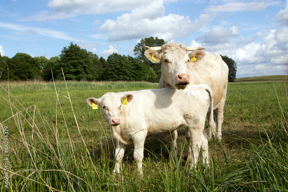 Junge Mutterkuh beschützt ihr Kalb Junge Mutterkuh beschützt ihr Kalb