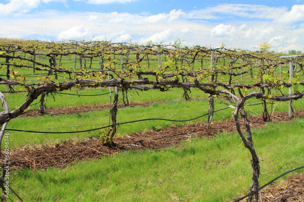 Obraz premium Vineyard