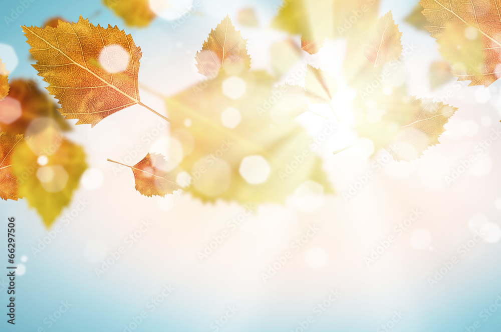 Obraz premium Autumn background