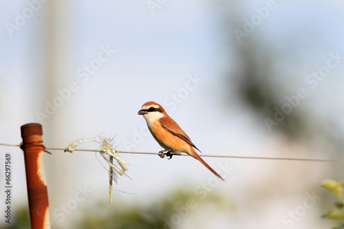Tableau sur toile Brown shrike (Lanius cristatus superciliosus) male in Japan