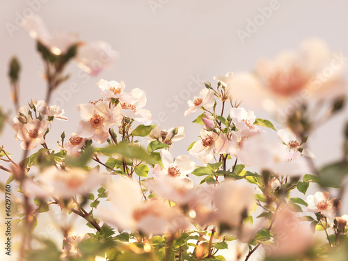 pink roses garden