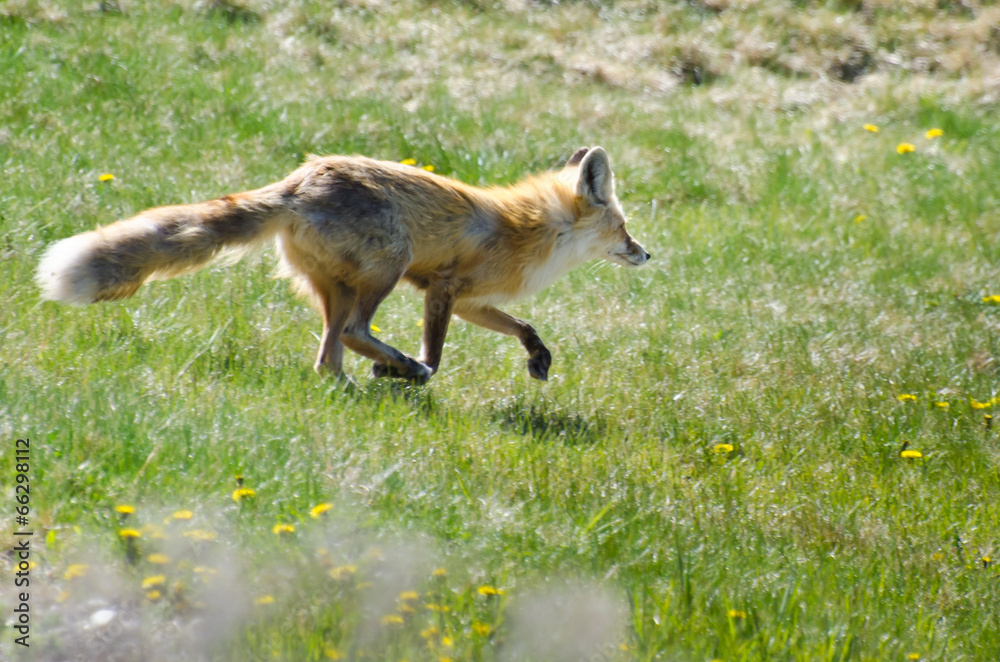 Red Fox Running Across the Field