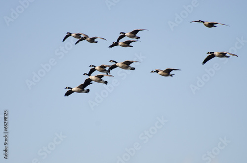 Flock of Canada Geese Flying in Blue Sky © rck