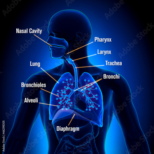 Respiratory System - detailed view photo