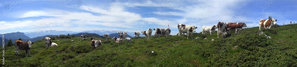 panorama vaches alpes