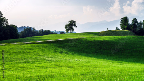 Green grass waves in austrian field © 31etc