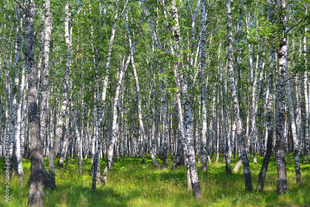Fototapeta premium birch wood in the summer.