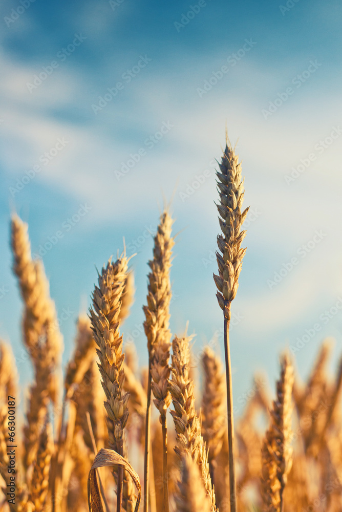 Fototapeta premium Wheat field.