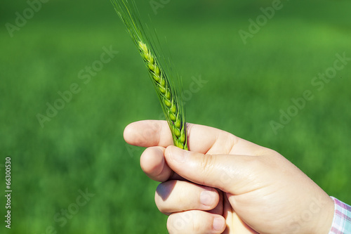 Hand with green cereal ears on cereals field