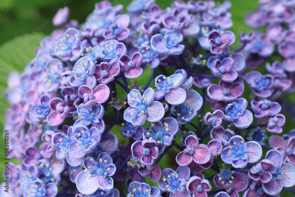 紫陽花 紫陽花