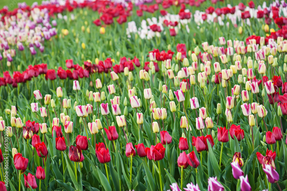 Multicolored tulips Multicolored tulips