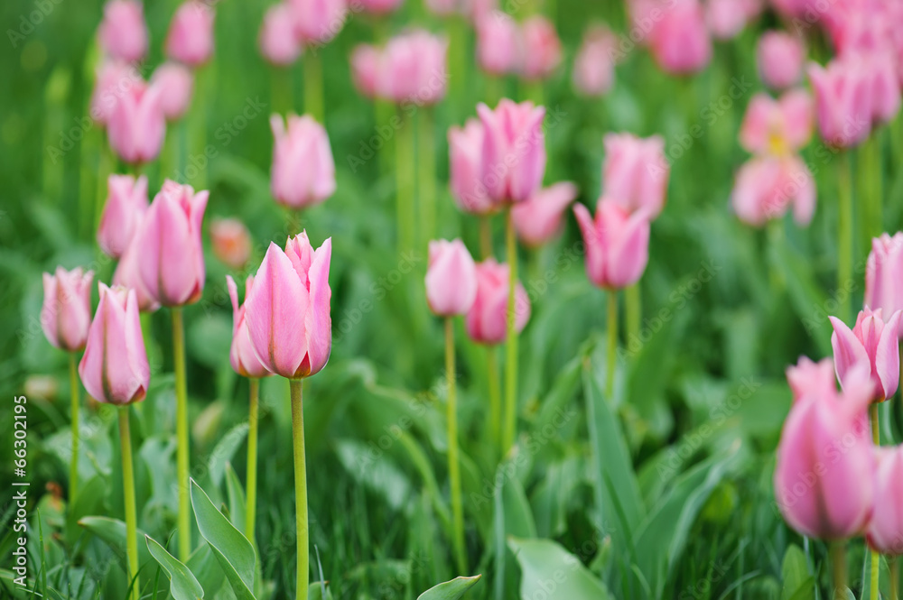 Pink beautiful tulips