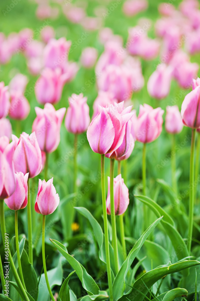 Obraz premium Pink beautiful tulips