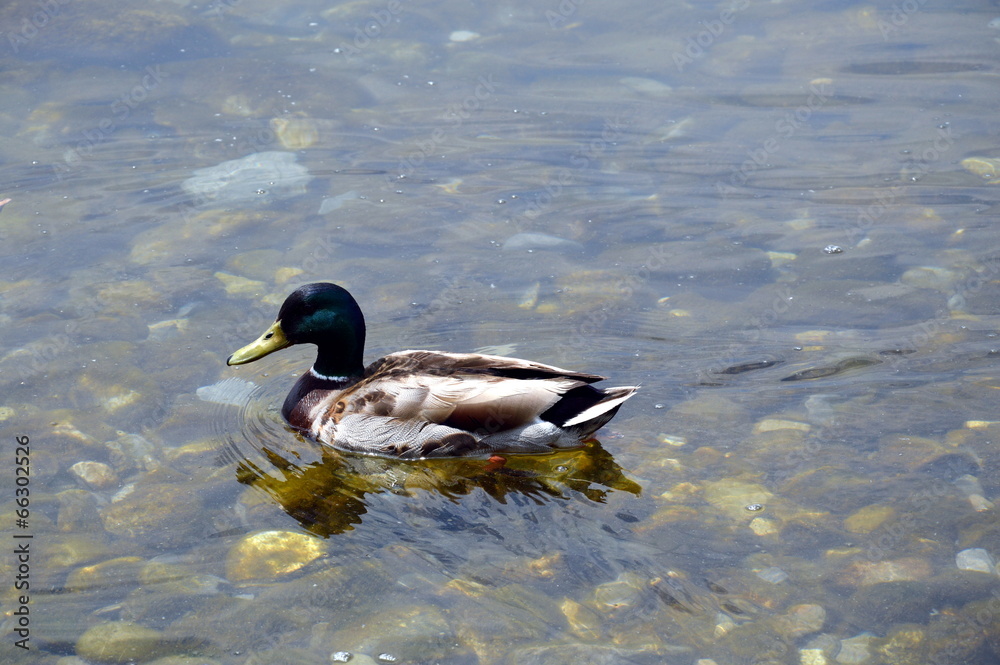 duck in Montreux duck in Montreux