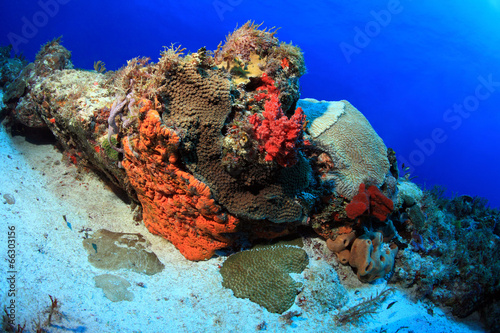Fototapeta Naklejka Na Ścianę i Meble -  Colorful tropical coral reef in the caribbean sea