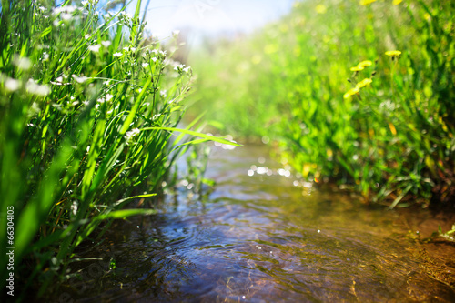 Meadow creek with green grass, summer, close up photo