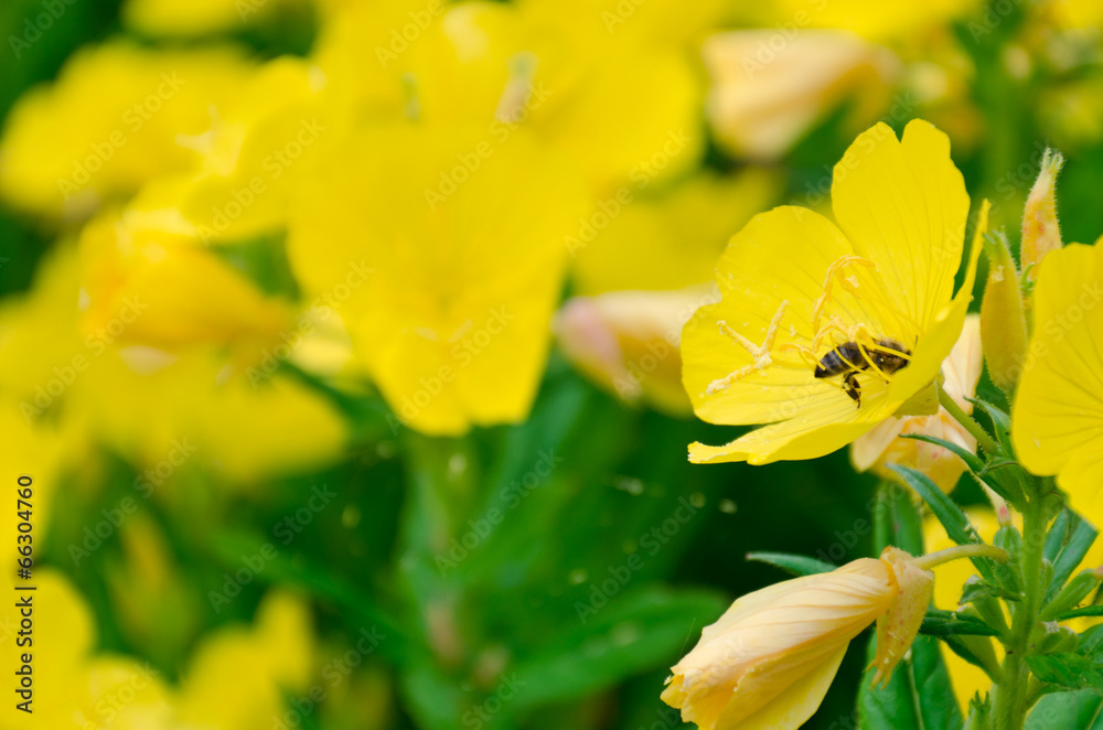 Obraz premium Bee on yellow flower