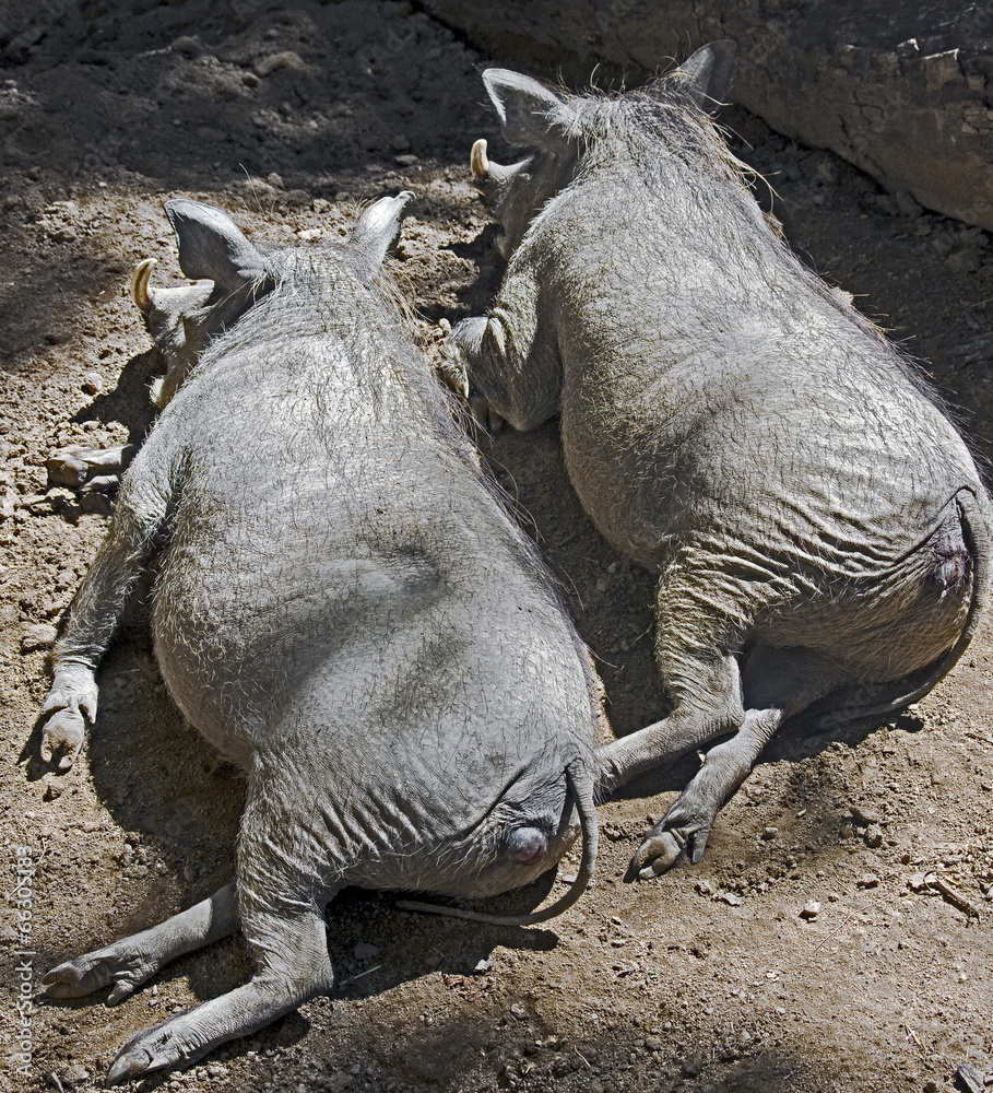 Obraz premium Warthog