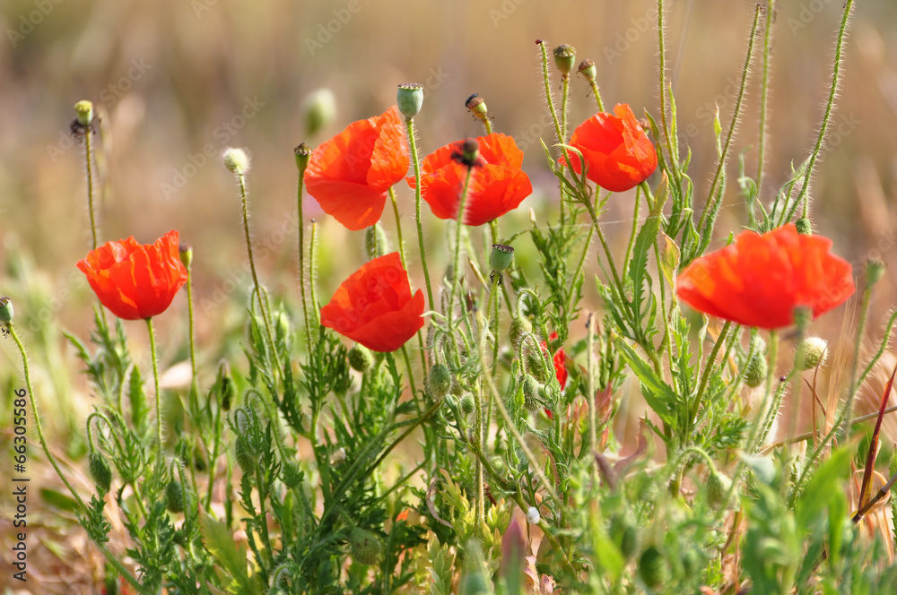 Obraz premium Coquelicots en fleurs dans la prairie