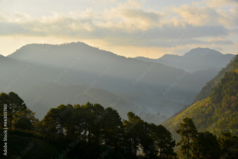 Pine Forest on Mountain at Sunrise