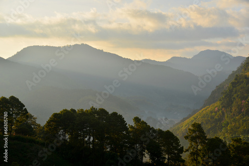 Pine Forest on Mountain at Sunrise © karinkamon
