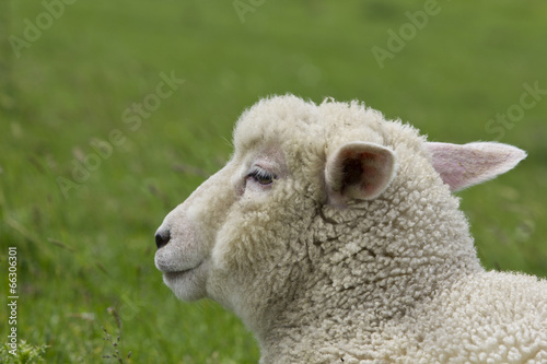 sheep!!! © Kunz Husum