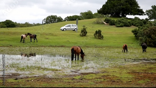 New Forest wild ponies by a busy road Lyndurst Hampshire England